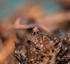 Attēlu rezultāti vaicājumam “Ptenothrix sp.”