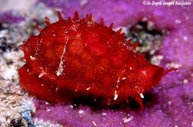 Attēlu rezultāti vaicājumam “Cribraria cancellata young”