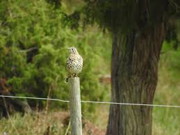 Attēlu rezultāti vaicājumam “Turdus viscivorus juvenile”