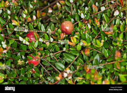 Attēlu rezultāti vaicājumam “Oxycoccus palustris leaf”