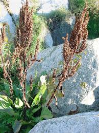 Attēlu rezultāti vaicājumam “Rumex aquaticus bud”