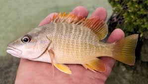 Image result for Lutjanus jocu