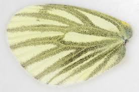 Attēlu rezultāti vaicājumam “Pieris napi male”