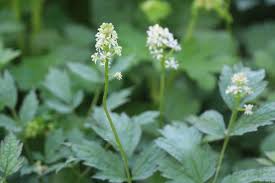 Image result for Christophskraut