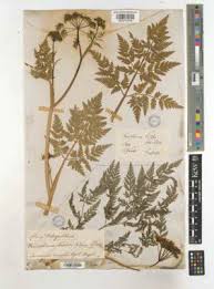 Attēlu rezultāti vaicājumam “Conioselinum tataricum”