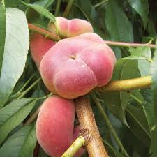 Image result for donut peach