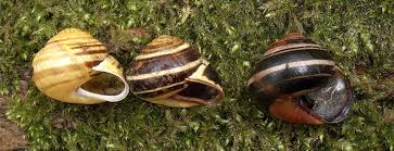 Attēlu rezultāti vaicājumam “Cepaea hortensis”