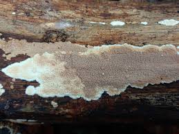 Attēlu rezultāti vaicājumam “Phlebia rufa”