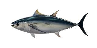 Image result for Thunnus alalunga