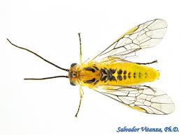 Attēlu rezultāti vaicājumam “Tenthredinidae”