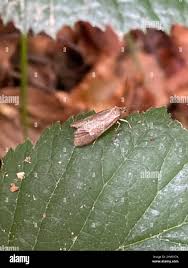 Attēlu rezultāti vaicājumam “Diurnea lipsiella male”