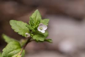 Attēlu rezultāti vaicājumam “Veronica agrestis leaf”