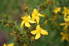 Image result for Johanniskraut