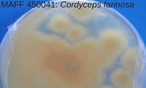 Attēlu rezultāti vaicājumam “Cordyceps farinosa”