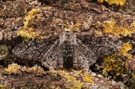 Attēlu rezultāti vaicājumam “Biston betularia”