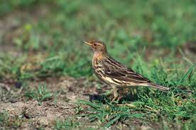 Image result for Anthus cervinus