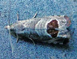 Attēlu rezultāti vaicājumam “Notocelia uddmanniana”