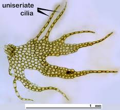 Attēlu rezultāti vaicājumam “Ptilidium pulcherrimum”