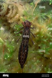 Attēlu rezultāti vaicājumam “Brachytron pratense”