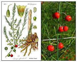 Attēlu rezultāti vaicājumam “Asparagus officinalis fruit”