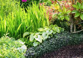 Attēlu rezultāti vaicājumam “Ajuga pyramidalis leaf”