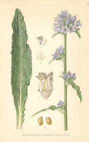 Attēlu rezultāti vaicājumam “Campanula cervicaria”