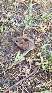 Attēlu rezultāti vaicājumam “Sicista betulina”