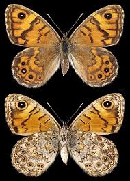 Attēlu rezultāti vaicājumam “Lasiommata megera”