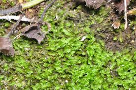 Attēlu rezultāti vaicājumam “Leiocolea collaris”