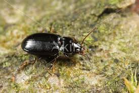 Attēlu rezultāti vaicājumam “Tachyta nana”