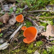 Attēlu rezultāti vaicājumam “Aleuria aurantia”