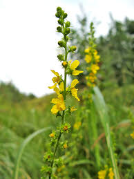 Attēlu rezultāti vaicājumam “xComagaria rosea”