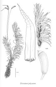 Attēlu rezultāti vaicājumam “Dicranum polysetum sporophyte”