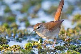 Image result for Cettia cetti