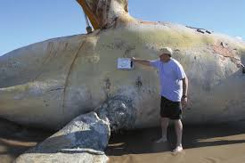 Image result for Eubalaena glacialis