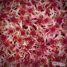 Attēlu rezultāti vaicājumam “Sphagnum russowii”