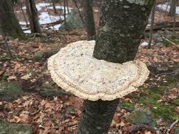 Attēlu rezultāti vaicājumam “Daedaleopsis confragosa”