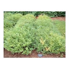 Attēlu rezultāti vaicājumam “Vaccinium angustifolium”