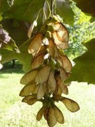 Attēlu rezultāti vaicājumam “Acer pseudoplatanus fruit”