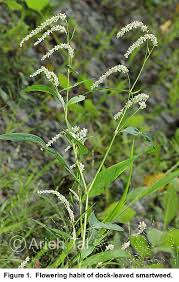 Attēlu rezultāti vaicājumam “Persicaria lapathifolia”