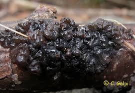 Attēlu rezultāti vaicājumam “Exidia truncata”