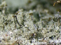 Attēlu rezultāti vaicājumam “Chaenotheca chlorella”