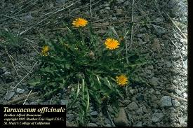 Attēlu rezultāti vaicājumam “Taraxacum officinale aggr. leaf”