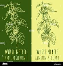 Attēlu rezultāti vaicājumam “Lamium album leaf”