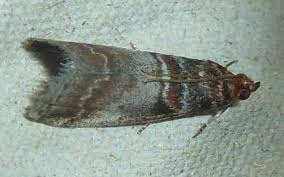 Attēlu rezultāti vaicājumam “Acrobasis advenella”