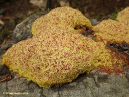 Attēlu rezultāti vaicājumam “Fuligo septica var. flava young”