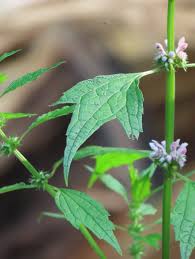 Image result for Leonurus cardiaca