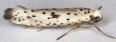 Attēlu rezultāti vaicājumam “Yponomeuta plumbella”