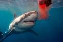 HowStuffWorks "What is electroreception, and how do sharks use it?"