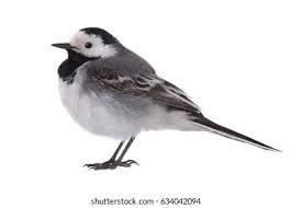 Image result for Motacilla alba